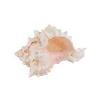 Ракушки декоративные ZLATKA / Blumentag 1 шт Pink Murex Asstd DRF-014 М